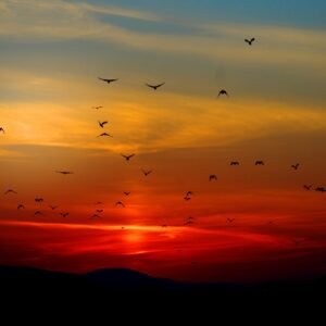 Exploring Wildlife Sanctuaries: The Ultimate Adventure for Nature Enthusiasts